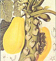 Natural Remedies for Heartburn and Indigestion Image